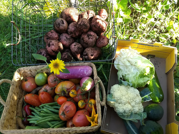 Vegetable Garden Evolution - Forks In The Dirt