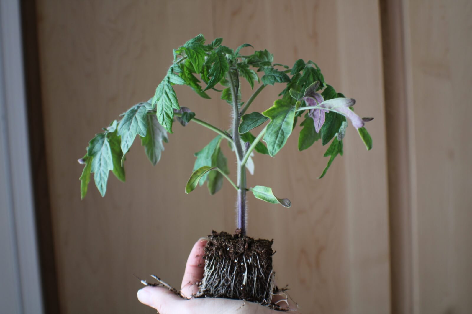 Soil Blocking for Seed Starting Success! - Forks in the Dirt